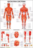 Мускулна система - учебно табло