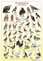 Птиците в България - учебно табло
